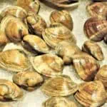 Kokkels per kilo