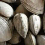 Vongole per kilo